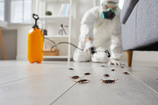 Post-Treatment Bed Bug Interceptor Monitoring in Wrightwood